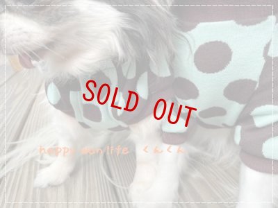 画像3: ドット　チョコミント