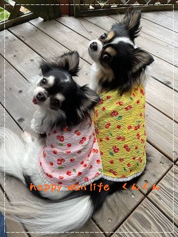 画像2: サクランボ