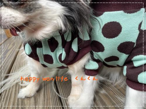 画像3: ドット　チョコミント